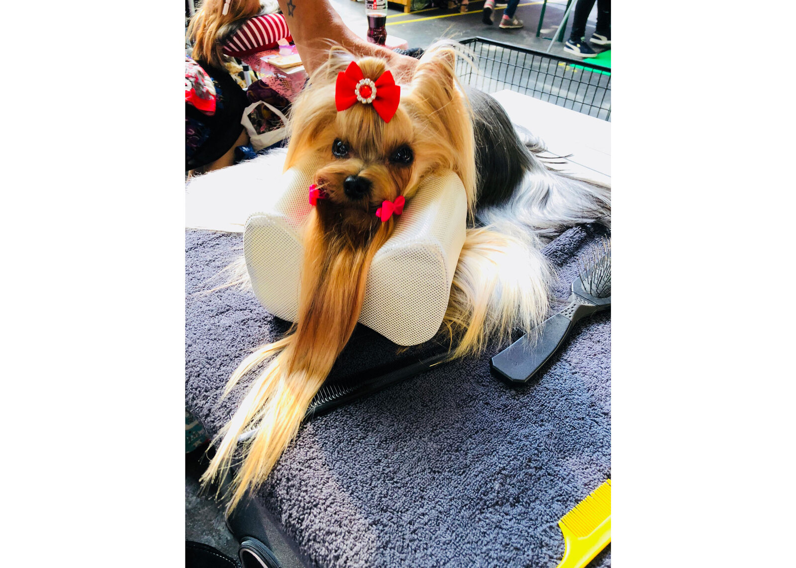 Show Tech Comfy Groom Top Knot Pillow Support when dog grooming and for